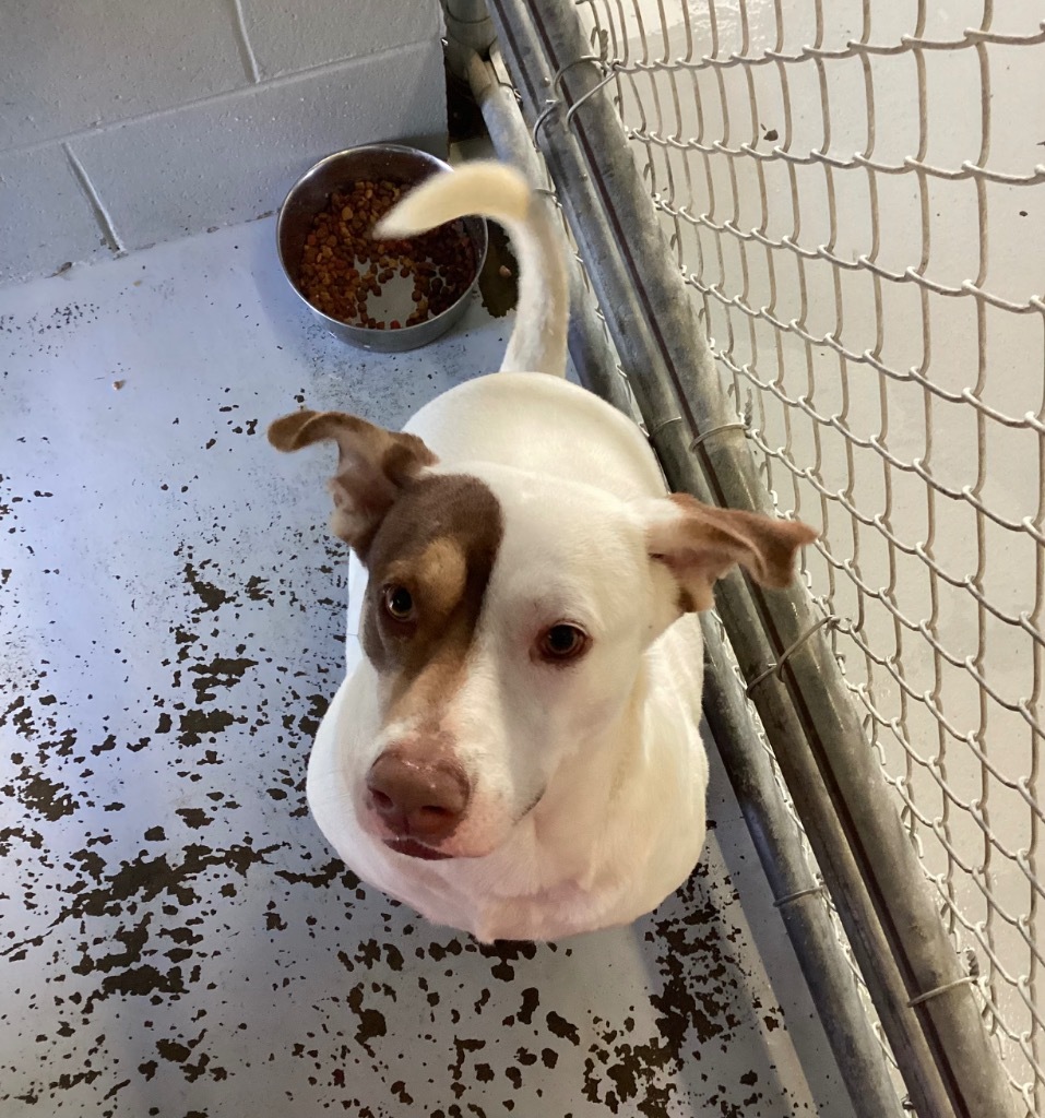 Beau, an adoptable Labrador Retriever, Boxer in Greenwood, MS, 38930 | Photo Image 1