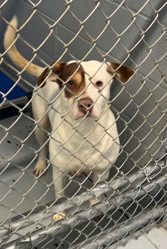 Beau, an adoptable Labrador Retriever, Boxer in Greenwood, MS, 38930 | Photo Image 2