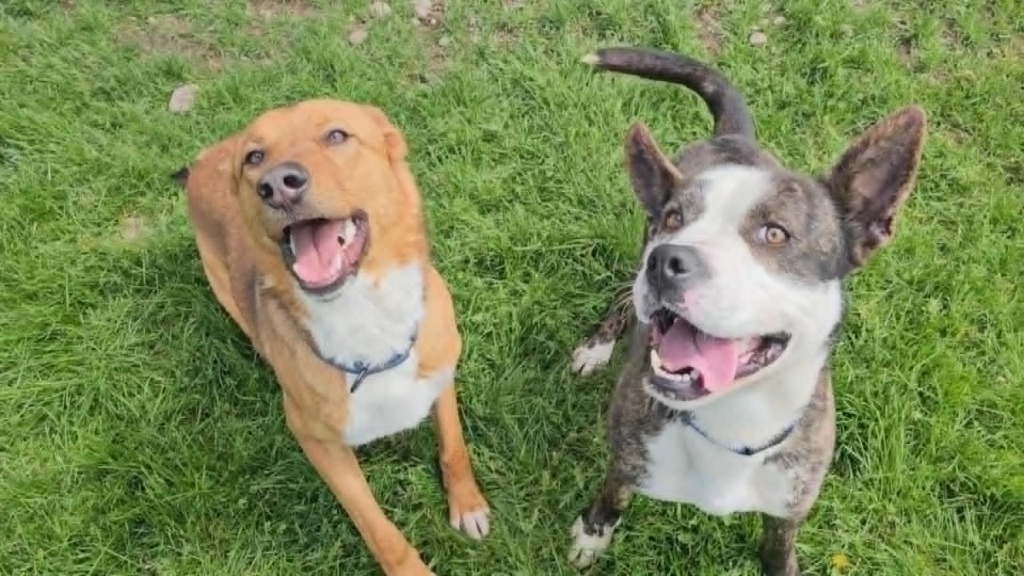 Zander, an adoptable Shepherd, Mixed Breed in Sprakers, NY, 12166 | Photo Image 1