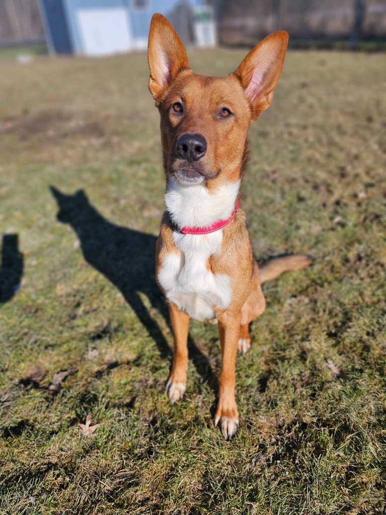 Zander, an adoptable Shepherd, Mixed Breed in Sprakers, NY, 12166 | Photo Image 2