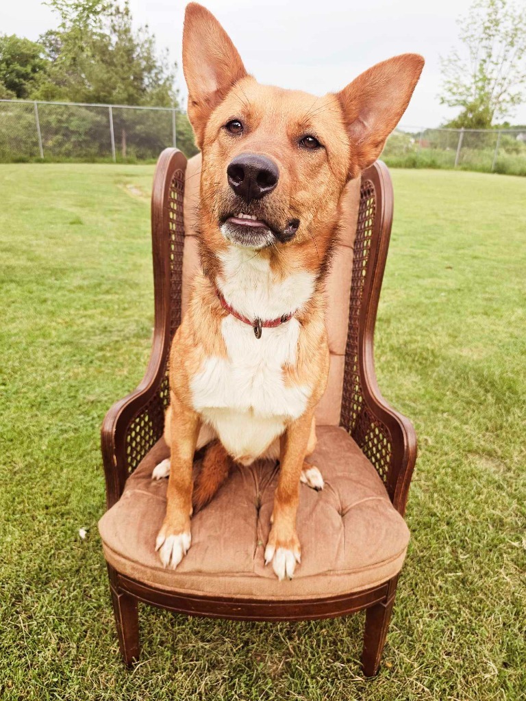 Zander, an adoptable Shepherd, Mixed Breed in Sprakers, NY, 12166 | Photo Image 3