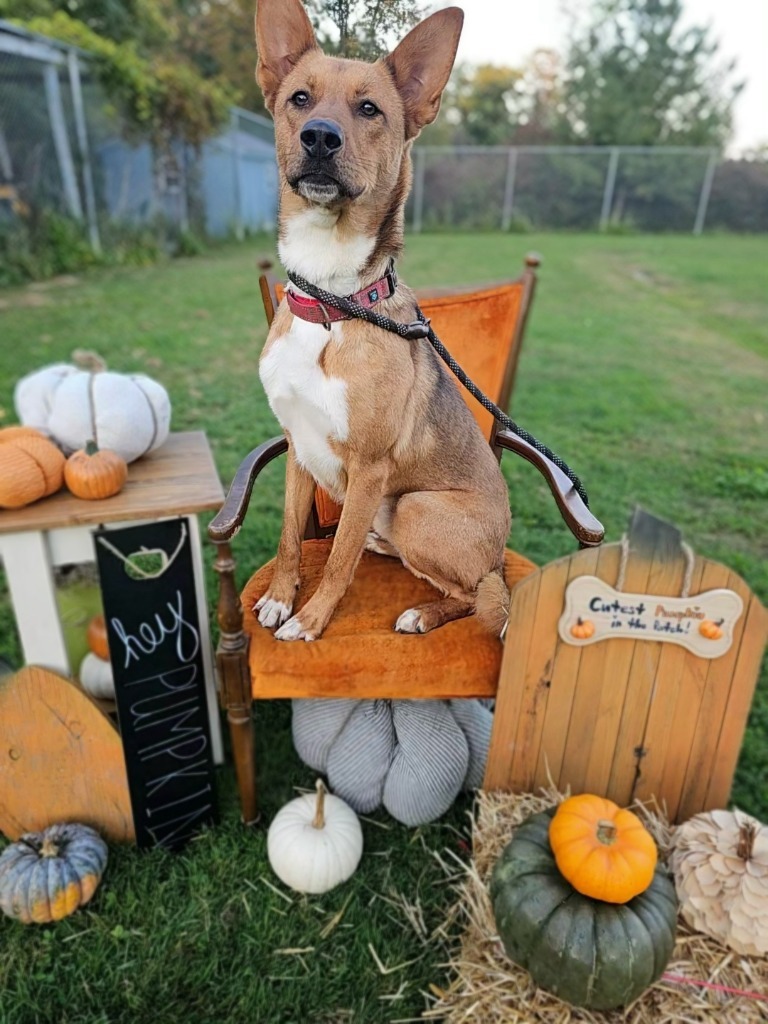 Zander, an adoptable Shepherd, Mixed Breed in Sprakers, NY, 12166 | Photo Image 4