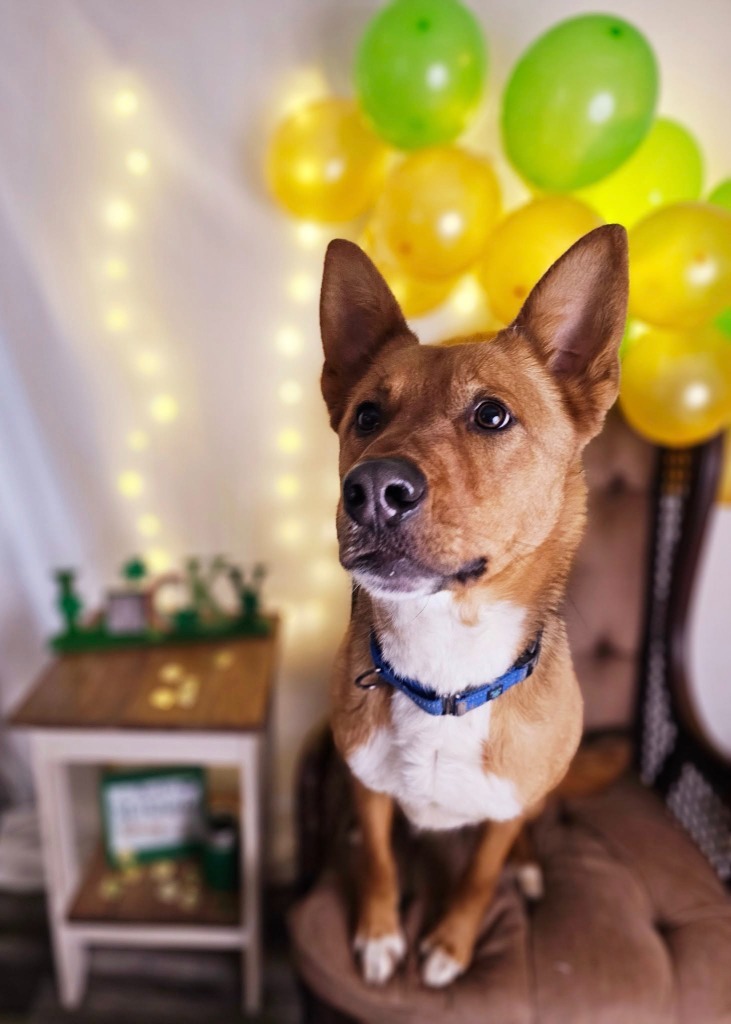 Zander, an adoptable Shepherd, Mixed Breed in Sprakers, NY, 12166 | Photo Image 5