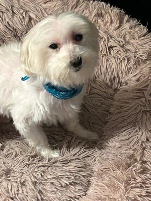 Nicky is a 9-10 year old 8 lb male Maltese He was owner surrendered after a divorce Hes good with