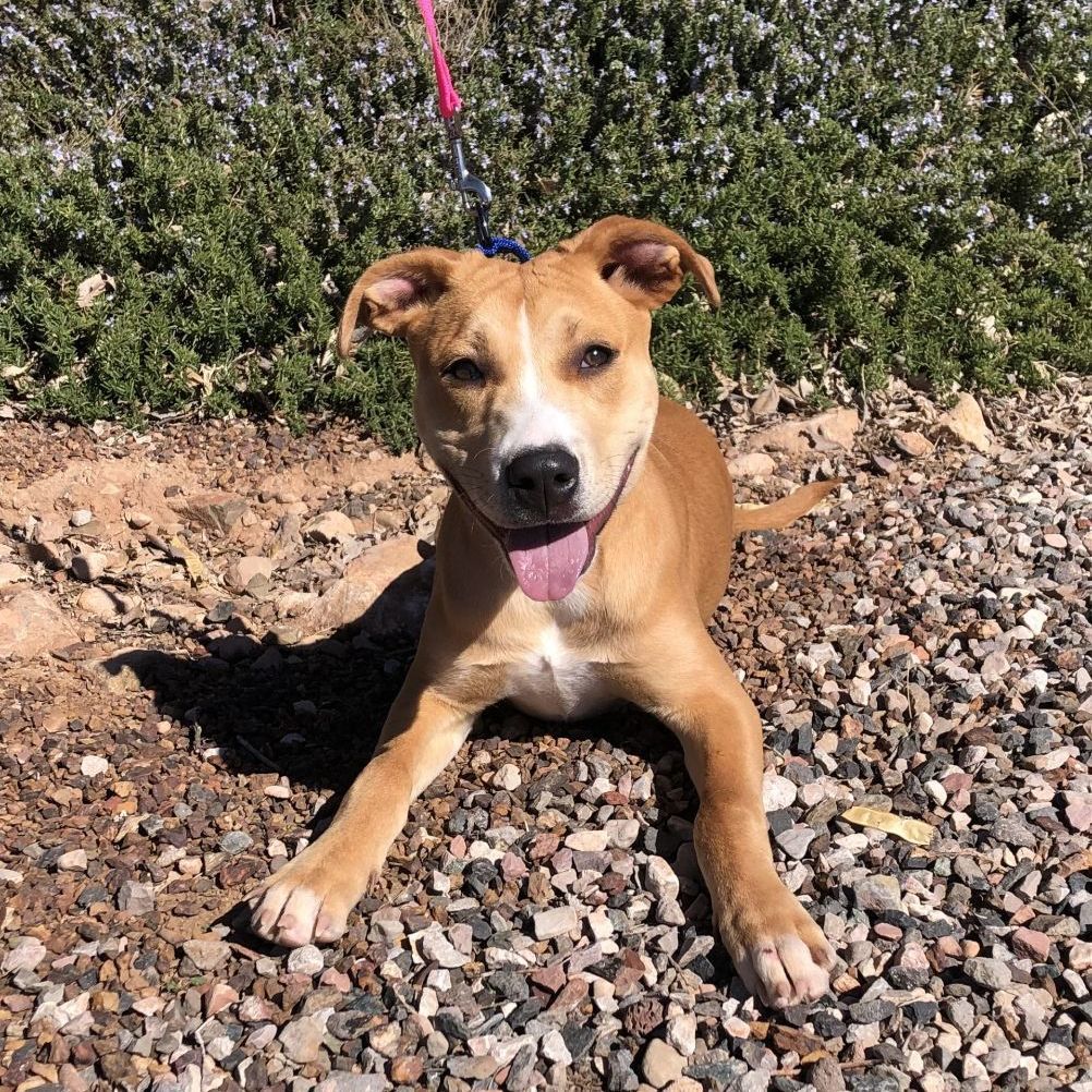 Ginger, an adoptable Labrador Retriever in Cottonwood, AZ, 86326 | Photo Image 1