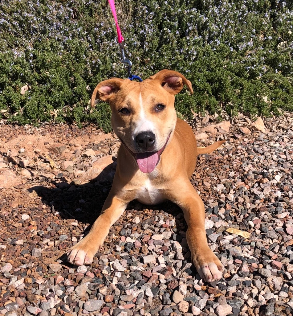 Ginger, an adoptable Labrador Retriever in Cottonwood, AZ, 86326 | Photo Image 2