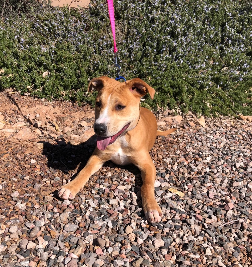 Ginger, an adoptable Labrador Retriever in Cottonwood, AZ, 86326 | Photo Image 3