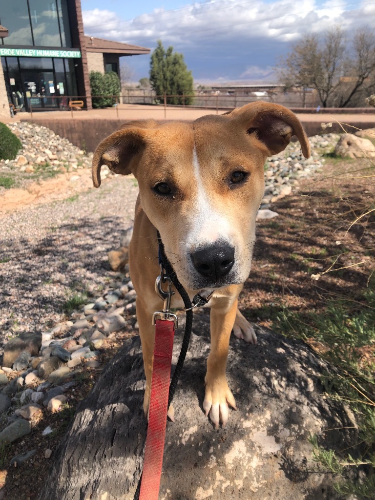 Ginger, an adoptable Labrador Retriever in Cottonwood, AZ, 86326 | Photo Image 5