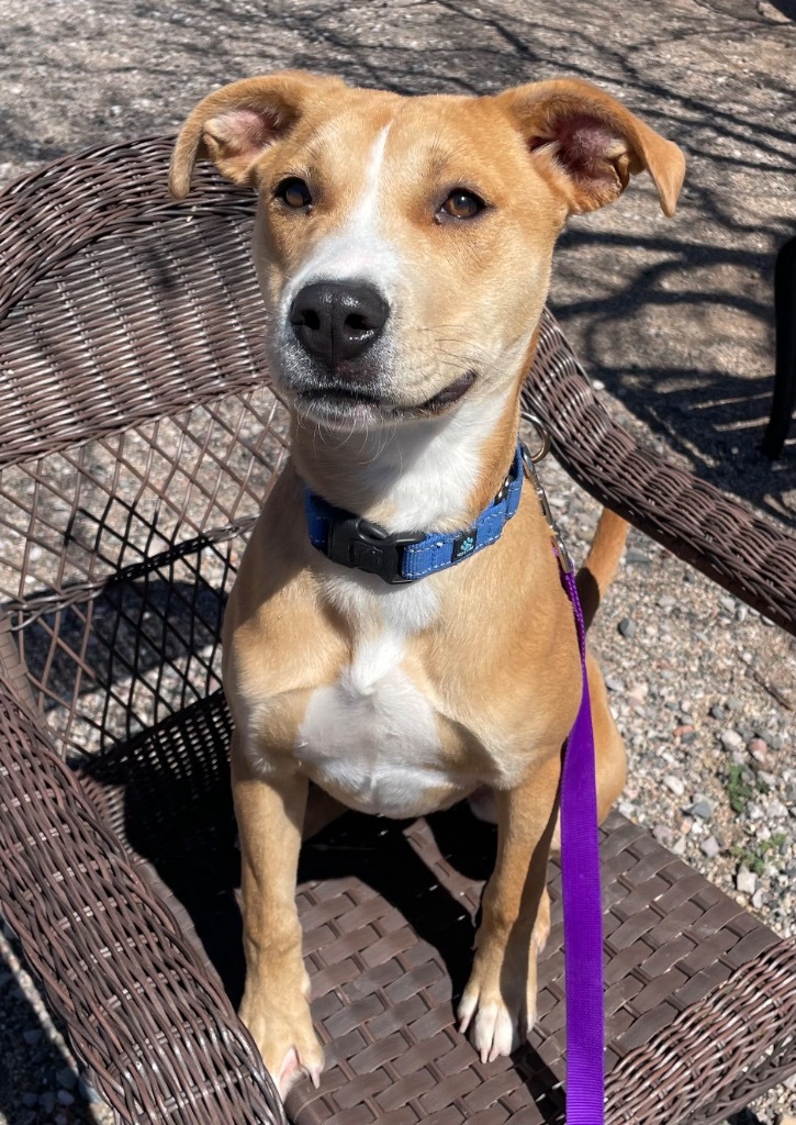 Ginger, an adoptable Labrador Retriever in Cottonwood, AZ, 86326 | Photo Image 6