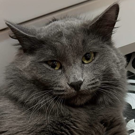 Gray, an adoptable Nebelung, Domestic Long Hair in Chicago, IL, 60609 | Photo Image 1