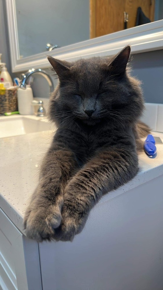 Gray, an adoptable Nebelung, Domestic Long Hair in Chicago, IL, 60609 | Photo Image 2