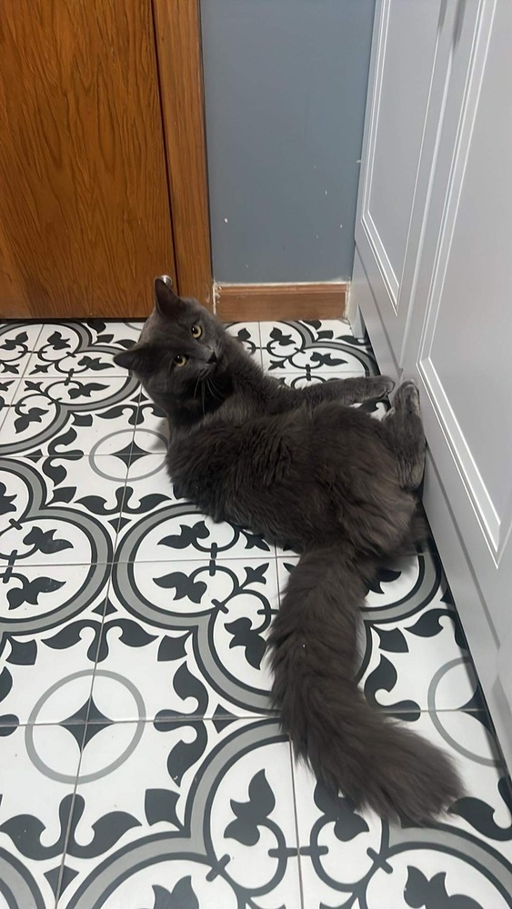 Gray, an adoptable Nebelung, Domestic Long Hair in Chicago, IL, 60609 | Photo Image 4