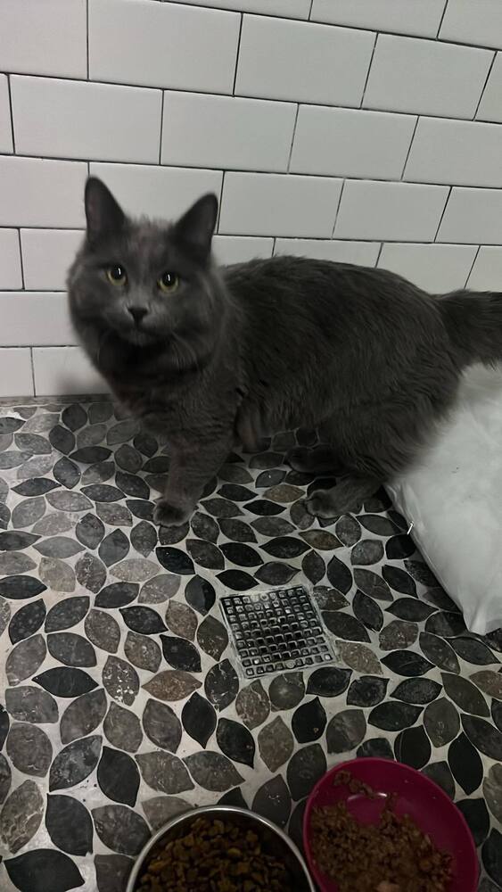 Gray, an adoptable Nebelung, Domestic Long Hair in Chicago, IL, 60609 | Photo Image 5