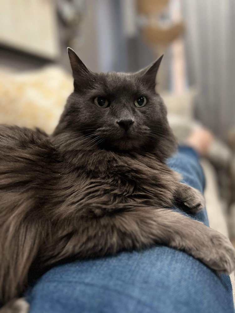 Gray, an adoptable Nebelung, Domestic Long Hair in Chicago, IL, 60609 | Photo Image 6