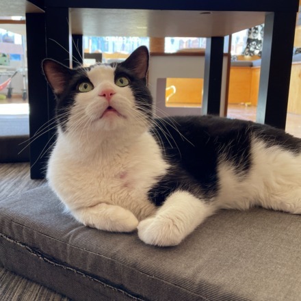 Pepe LePew, an adoptable Domestic Short Hair in St. Louis, MO, 63119 | Photo Image 1