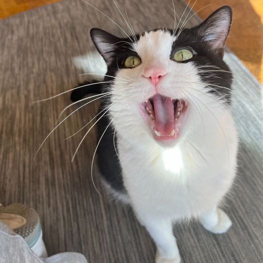 Pepe LePew