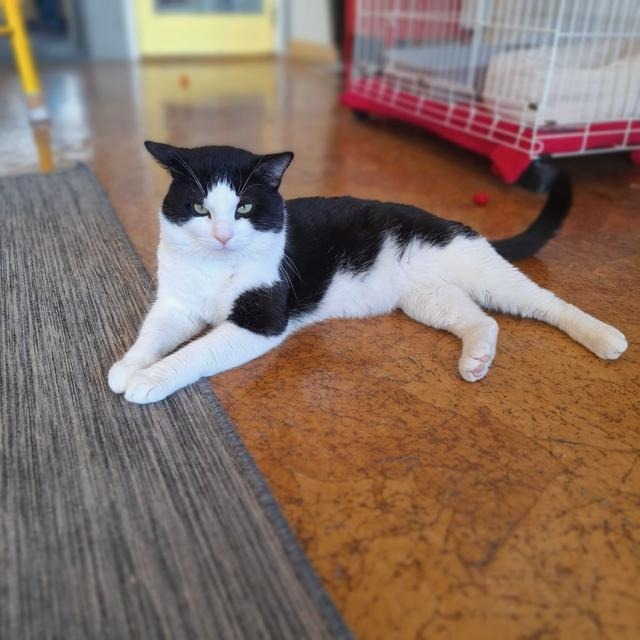 Pepe LePew