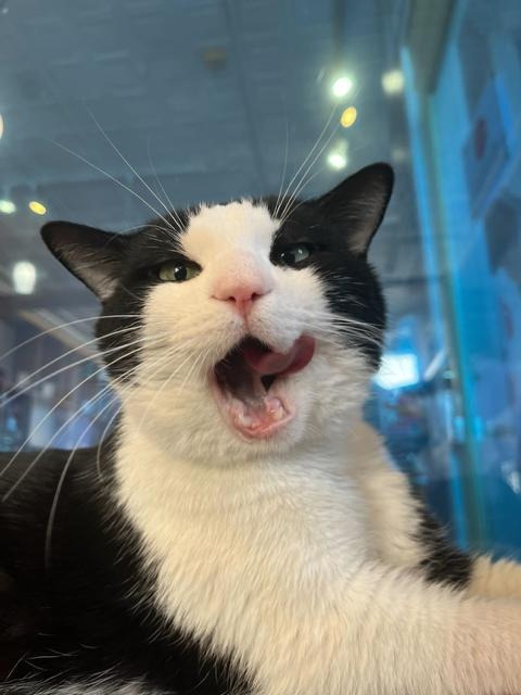 Pepe LePew