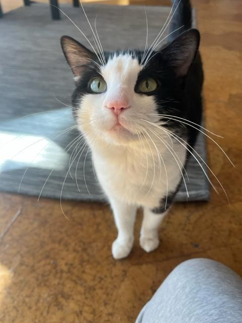 Pepe LePew