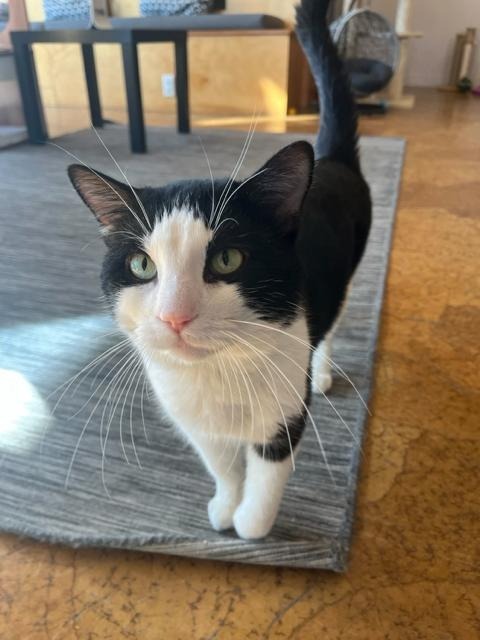 Pepe LePew