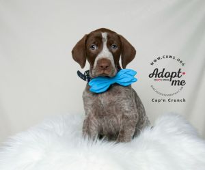 Petfinder german 2024 shorthaired pointer