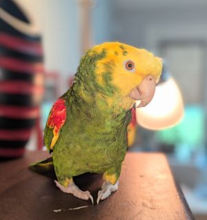 Chelsea, Senior Female Amazon