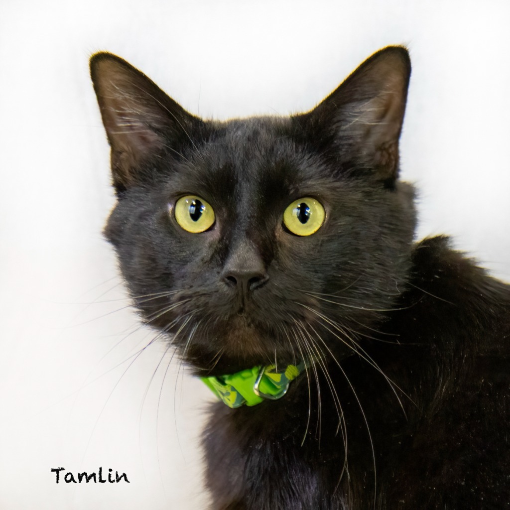 Tamlin, an adoptable Domestic Short Hair in Hot Springs Village, AR, 71909 | Photo Image 1