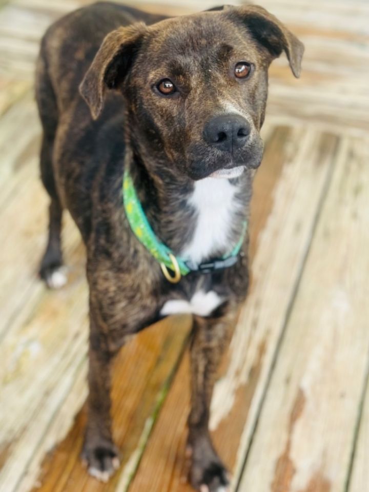 Dog for adoption - Lyric, a Catahoula Leopard Dog & Plott Hound Mix in ...