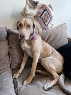 49 lbs 2 years Catahoula mix Spayed Female Please note Vindaloo has pretty s
