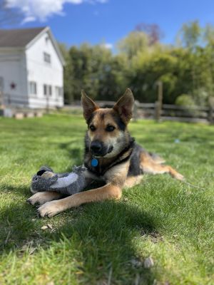 Nougat Shepherd Dog