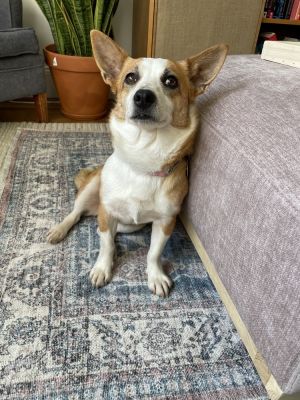 21 lbs 2 years Corgi mix Spayed female Want to adopt Submit an adoption application at socialtee