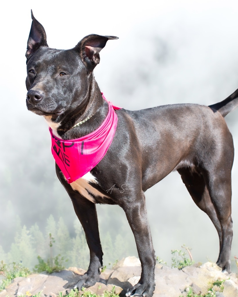 Lucy (Dixie), an adoptable Pit Bull Terrier in Hot Springs, SD, 57747 | Photo Image 1