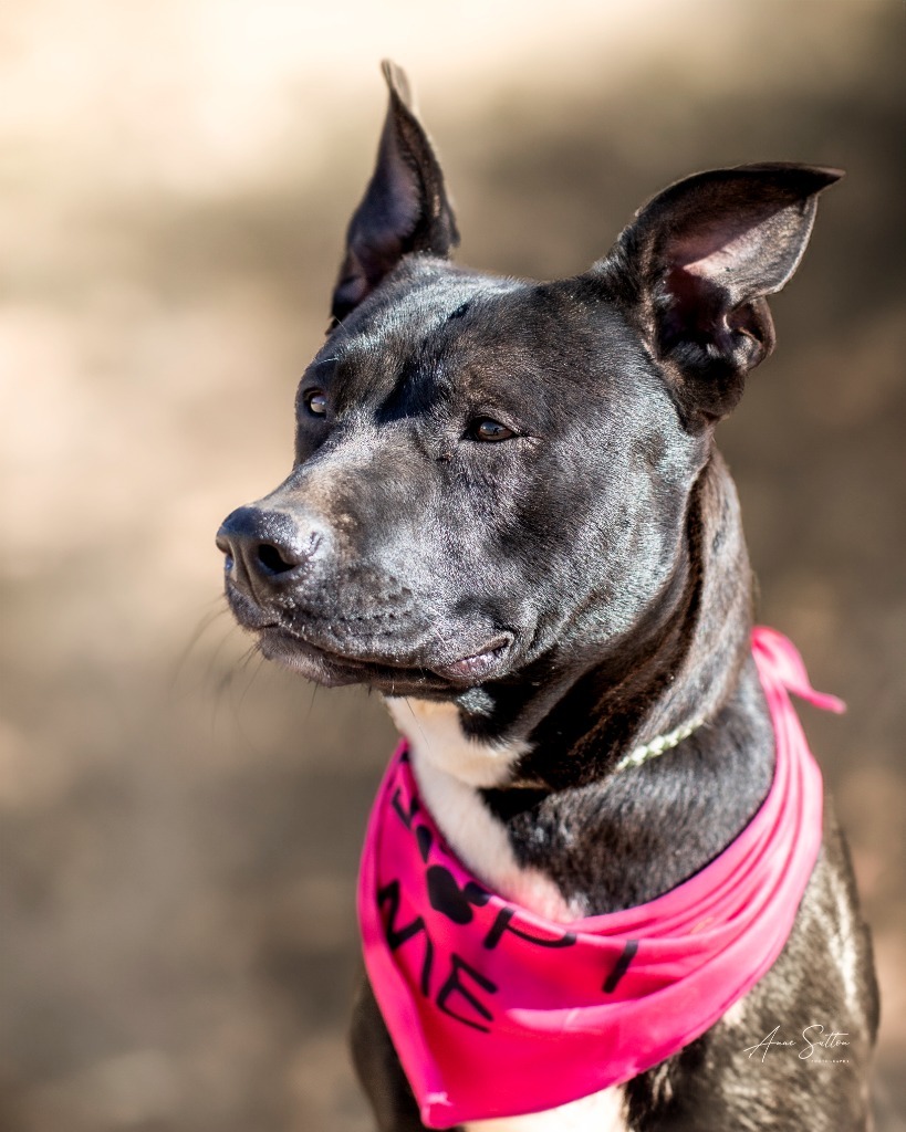 Lucy (Dixie), an adoptable Pit Bull Terrier in Hot Springs, SD, 57747 | Photo Image 2