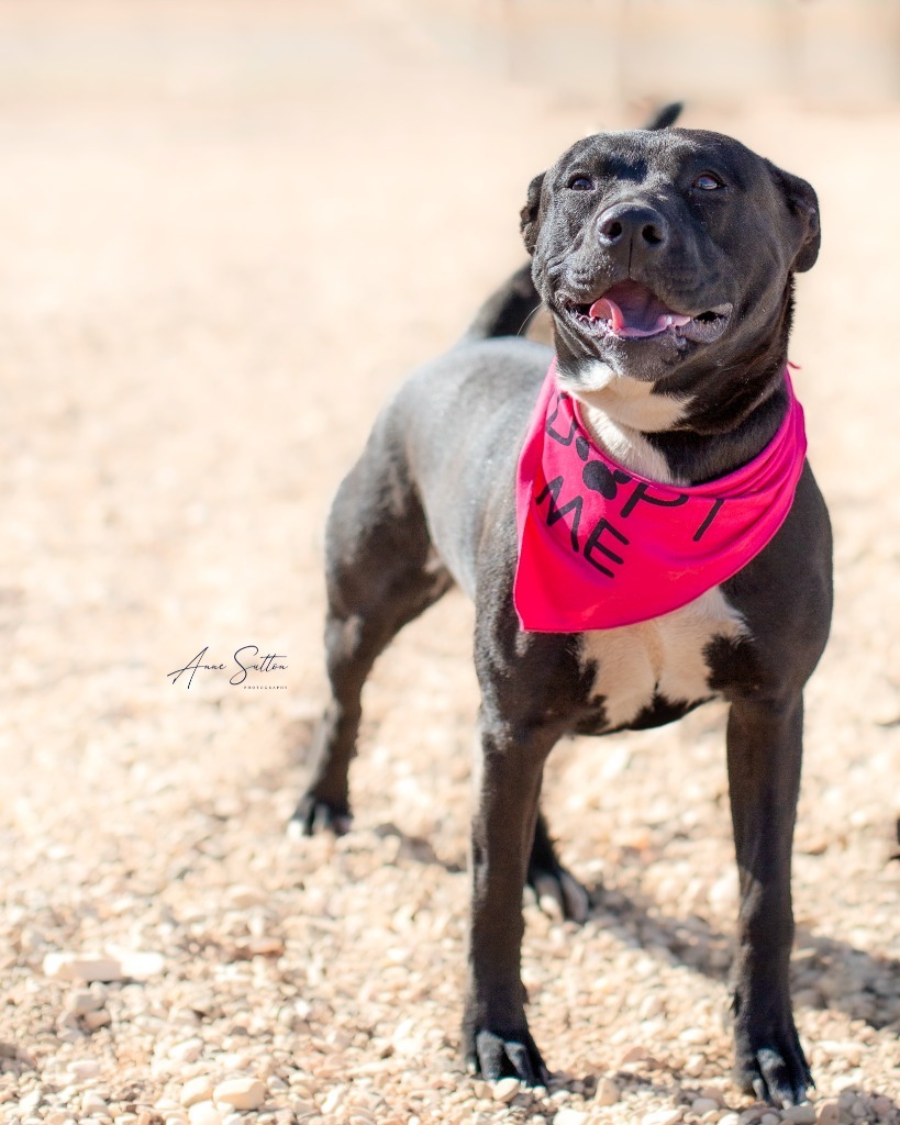 Lucy (Dixie), an adoptable Pit Bull Terrier in Hot Springs, SD, 57747 | Photo Image 3