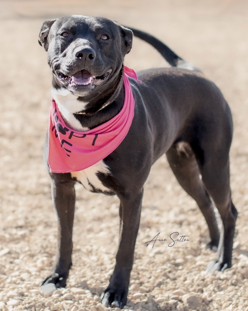 Lucy (Dixie), an adoptable Pit Bull Terrier in Hot Springs, SD, 57747 | Photo Image 4