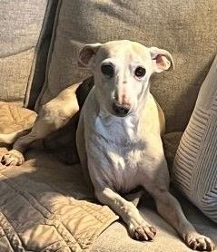 Foster store italian greyhound