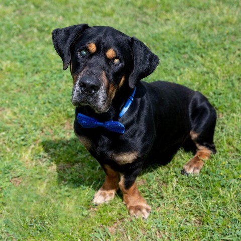 Rottweiler and best sale basset hound mix