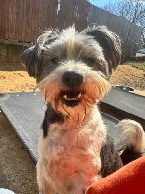 Take a look at this distinguished gentleman Alvin is an 8 year old 23lb schnauzer mix This boy i