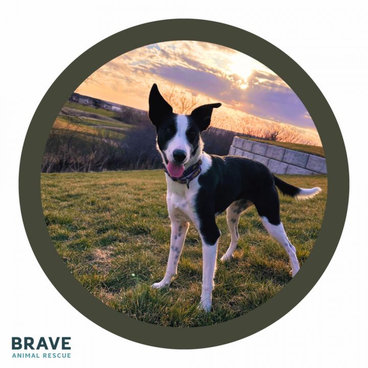 Brave store breed rescue