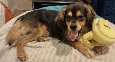 Newfoundland cocker clearance spaniel mix