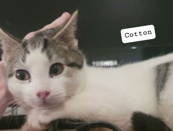 Cotton 1