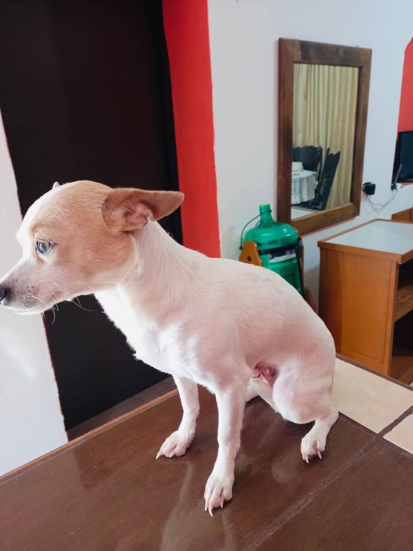 Blanquita, an adoptable Chihuahua in Nopolo, BCS, 23887 | Photo Image 2