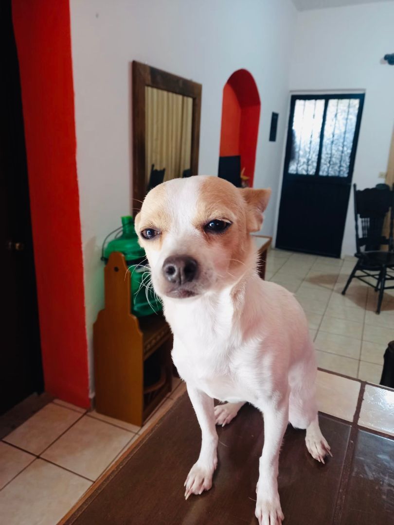 Blanquita, an adoptable Chihuahua in Nopolo, BCS, 23887 | Photo Image 3