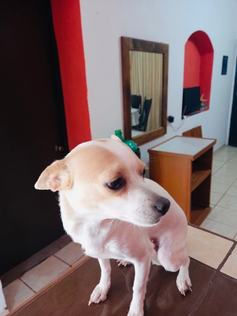 Blanquita, an adoptable Chihuahua in Nopolo, BCS, 23887 | Photo Image 4