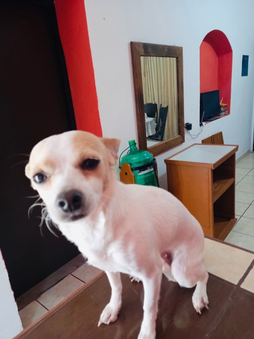 Blanquita, an adoptable Chihuahua in Nopolo, BCS, 23887 | Photo Image 1