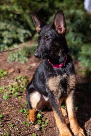 Meet Umber the exceptional German Shepherd puppy whos ready to captivate your heart with her focus