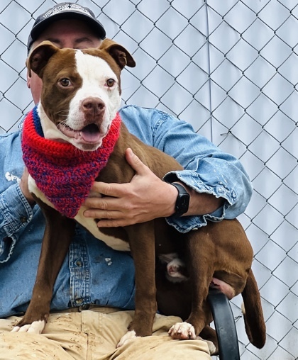 Dog for adoption Escoto 25 an American Bulldog Mix in Seneca