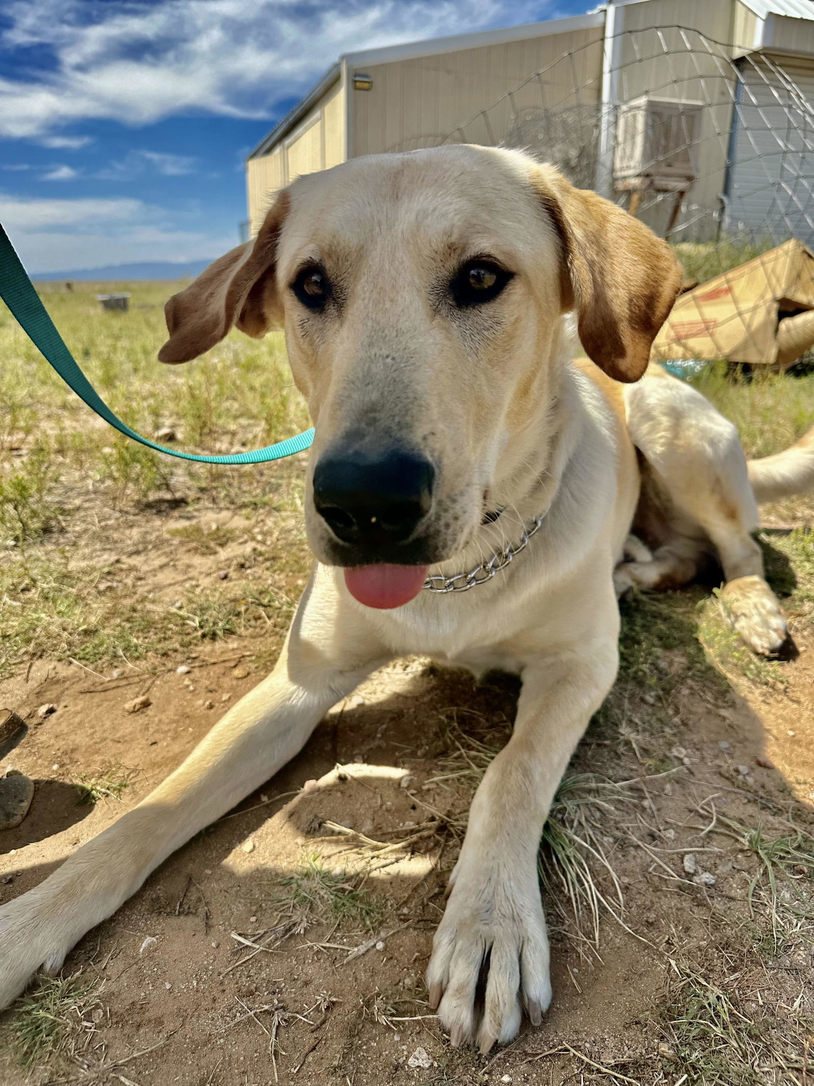 Shiloh, an adoptable Labrador Retriever in Evergreen, CO, 80437 | Photo Image 2