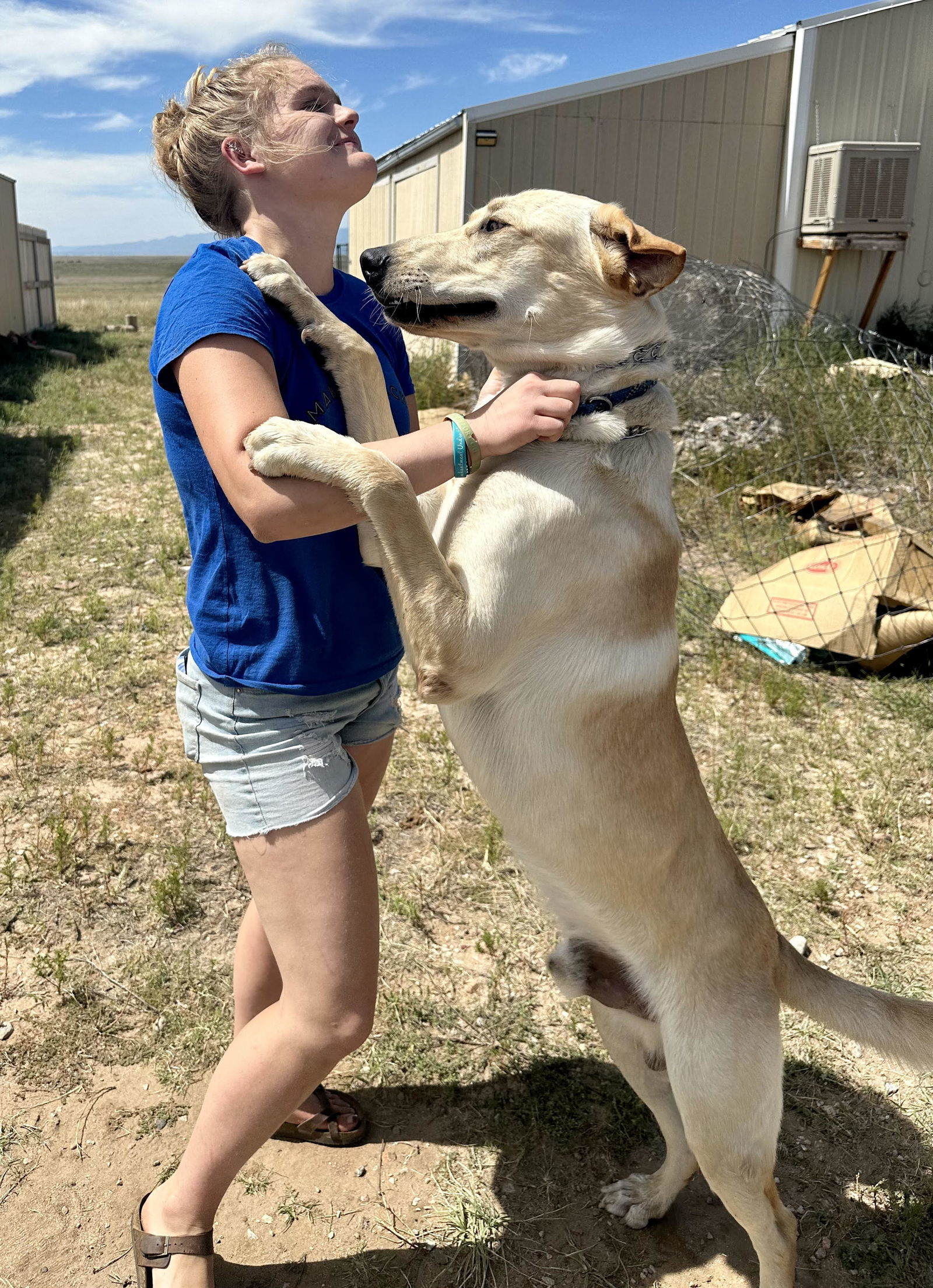 Shiloh, an adoptable Labrador Retriever in Evergreen, CO, 80437 | Photo Image 3