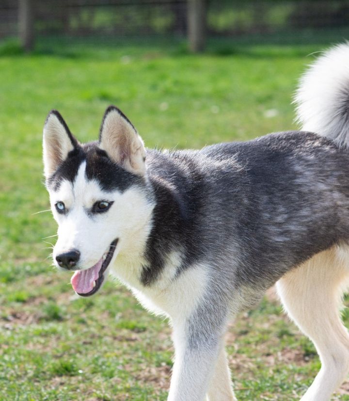 Dog for adoption - Storm, a Siberian Husky in Spring City, PA